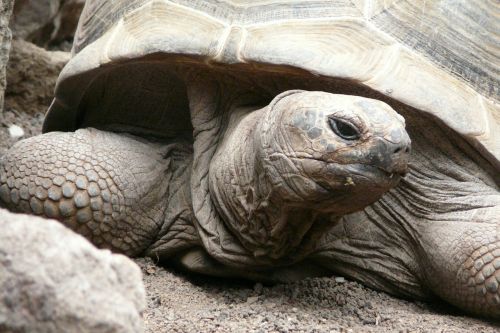 turtle zoo animal