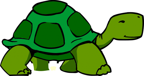 turtle carapace tortoise