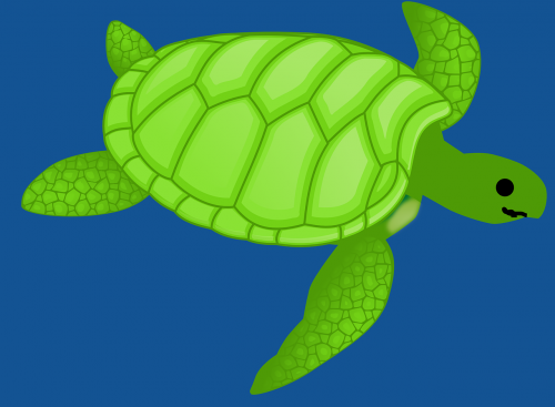 turtle green swimming