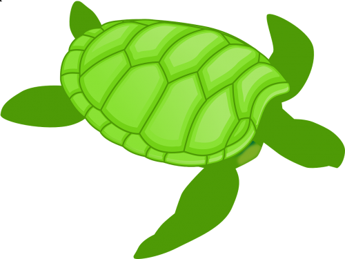 turtle green water