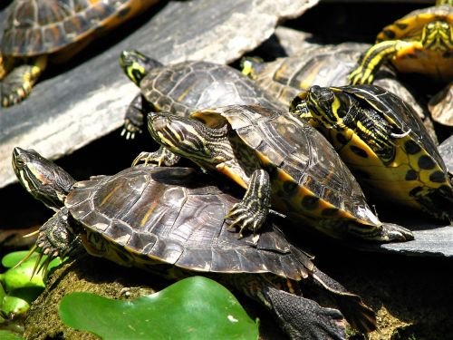 turtle shell reptiles
