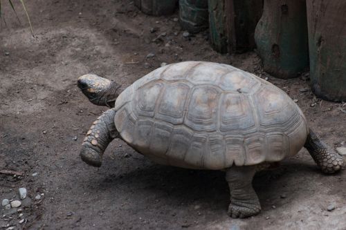 turtle reptilia slow