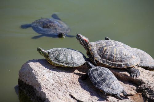 turtle reptile tortoise