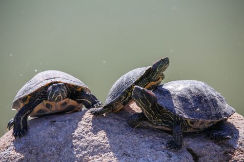 turtle reptile tortoise