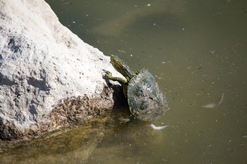 turtle water nature