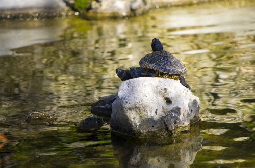 turtle water pond