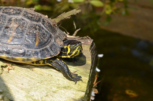 turtle reptile water turtle