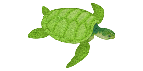 turtle animal sea animal