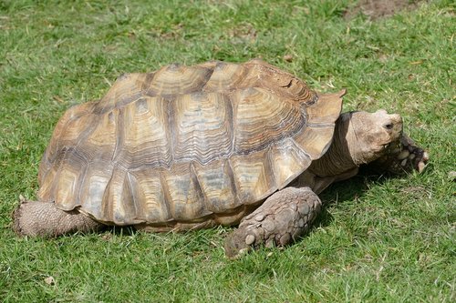 turtle  tortoise  reptile