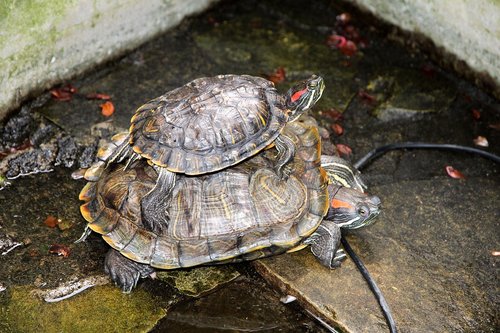 turtle  trachemys scripta  the red-eared terrapins