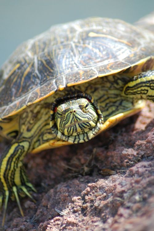 turtle face head