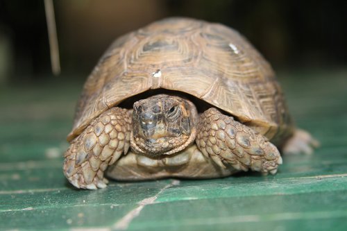 turtle  garden  animal