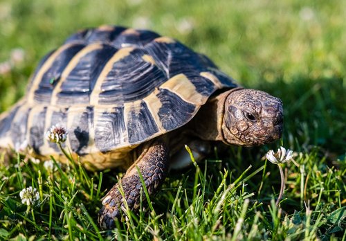 turtle  greek tortoise  reptile