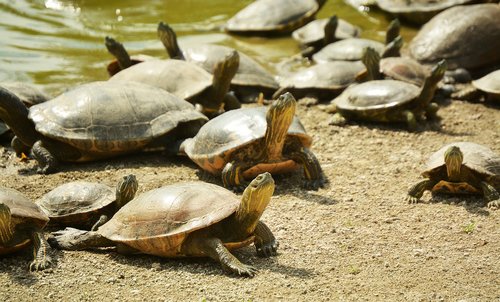 turtle  animal  foreground