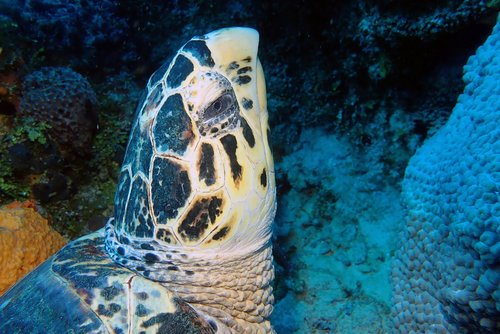 turtle  head  underwater