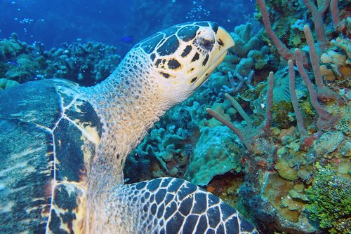 turtle  underwater  photography