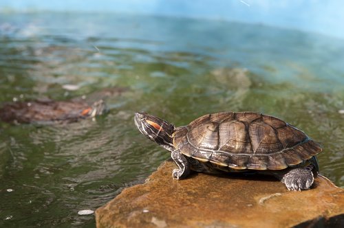 turtle  nature  water