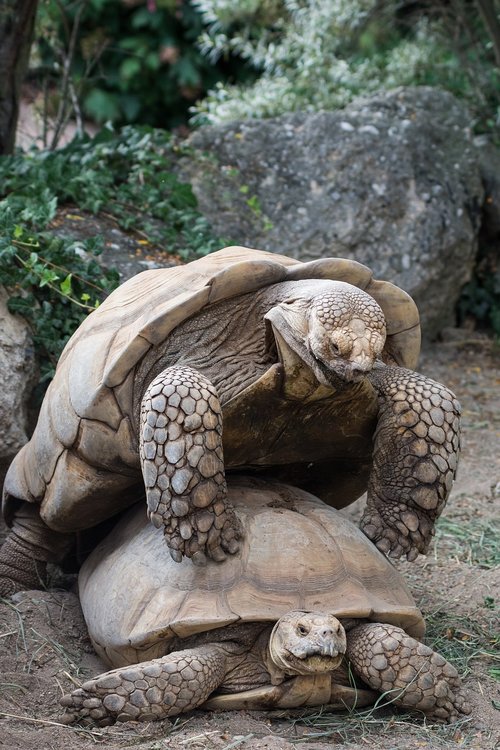 turtle  turtles  mating