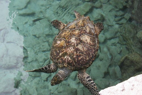 turtle  sea turtle  ocean animal