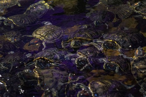 turtle  tortoise  water