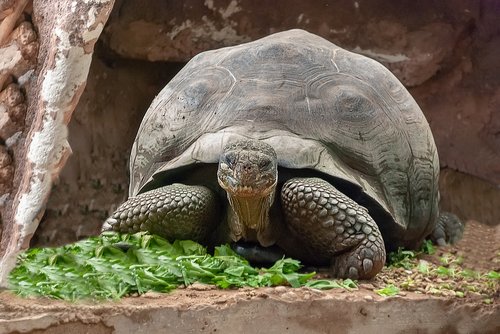 turtle  reptile  carapace