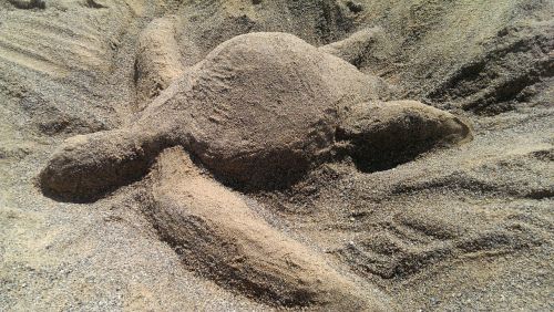 turtle sand sand sculptures