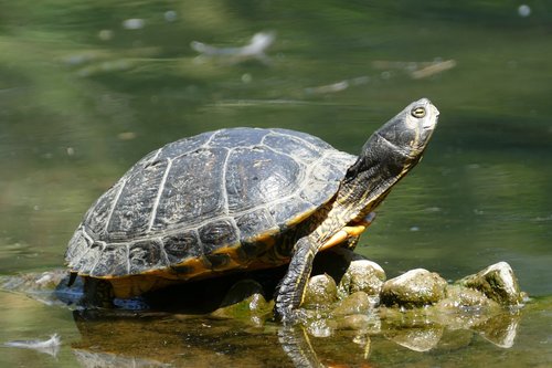 turtle  animal  nature