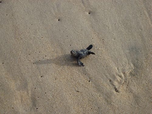 turtle baby sand