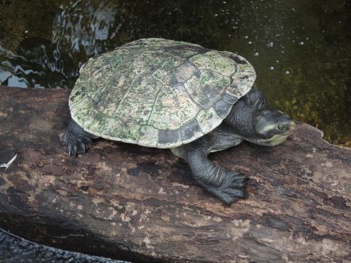 turtle animals australia