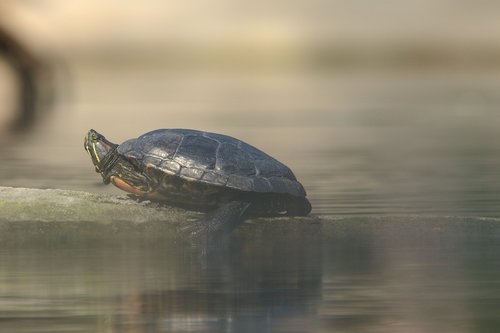 turtle  animals  animal