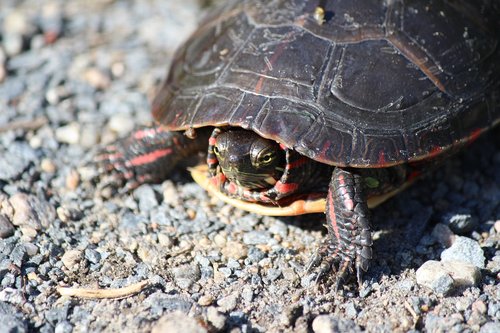 turtle  reptile  carapace