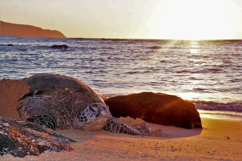 turtle  sea  hawaii