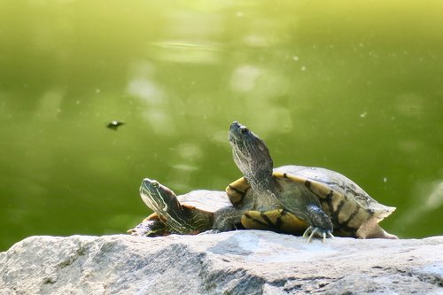 turtle  pet  slow