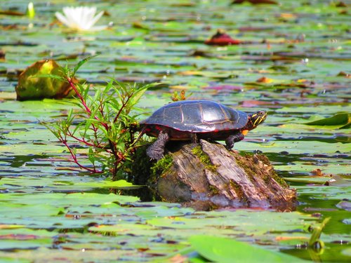 turtle  pond  nature