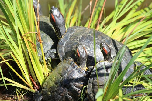 turtle  the red-eared terrapins  nature