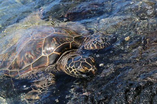 turtle  sea  water