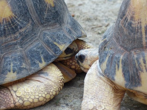 turtle  turtles  kiss