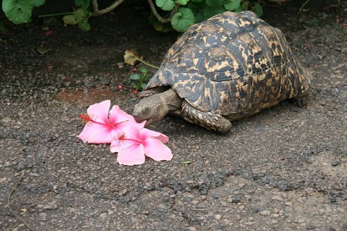 turtle  tortoise  flower eater