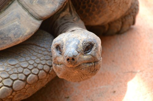 turtle  tortoise  reptile