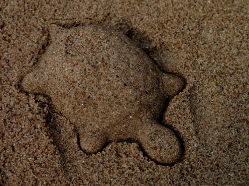 turtle sand mold sand