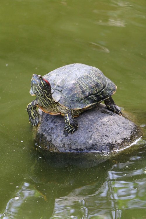 turtle  pond  water