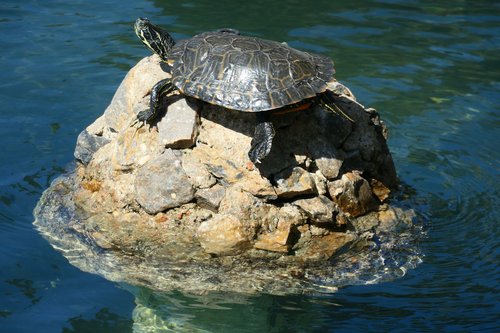 turtle  water  lake