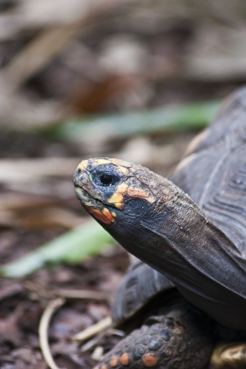 turtle animals nature