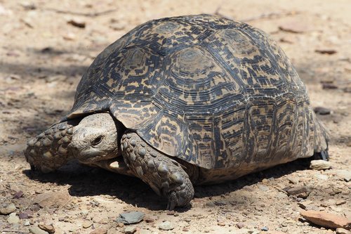 turtle  south africa  tortoise