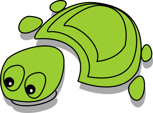 turtle tortoise animal