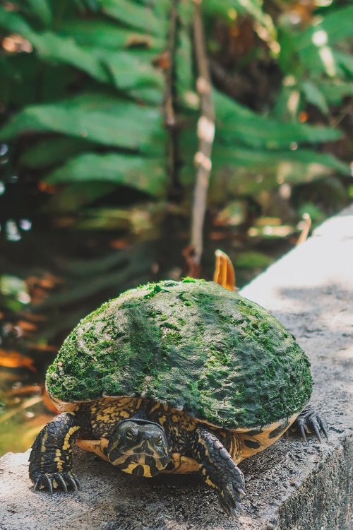 turtle  turtles  underwater