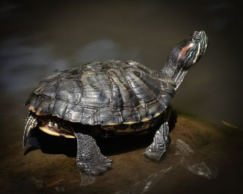 turtle turtoise reptile