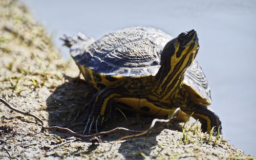 turtle  frog  shell