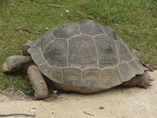 turtle tortoise giant tortoise
