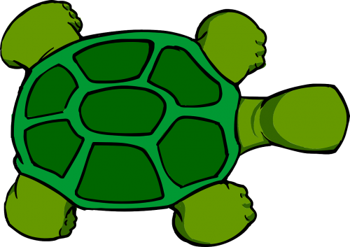 turtle top view